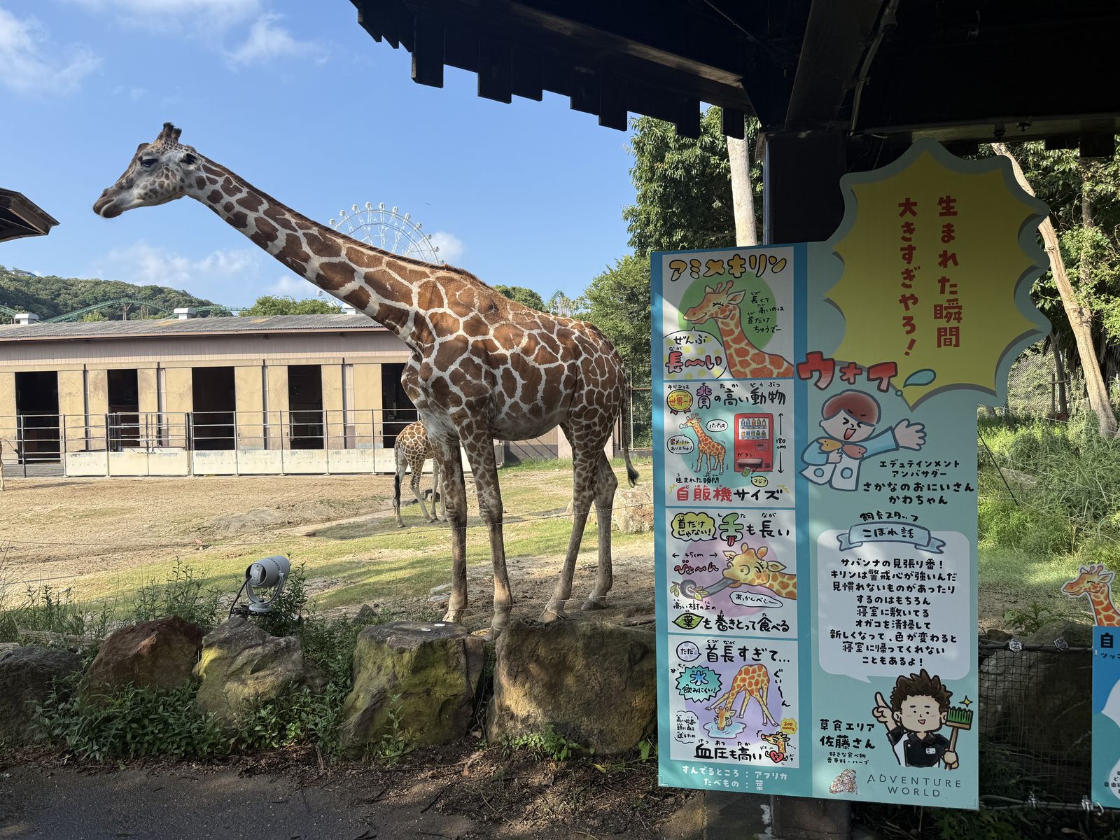 アドベンチャーワールドでのかわちゃん