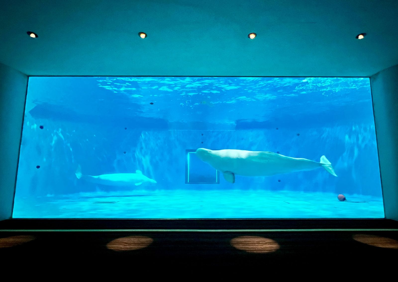 島根県立しまね海洋館アクアス