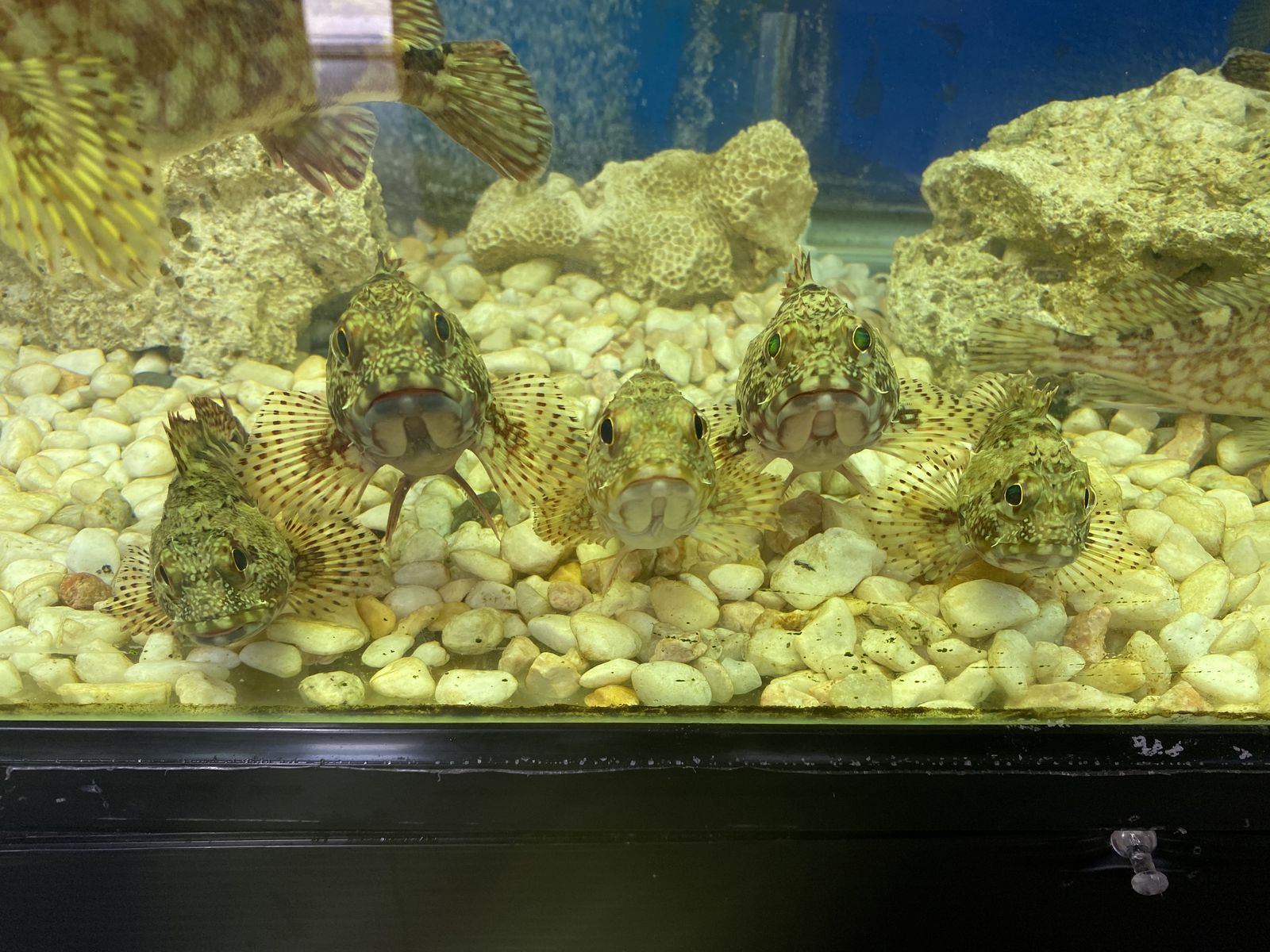 まちなか水族館 ギョギョタウン