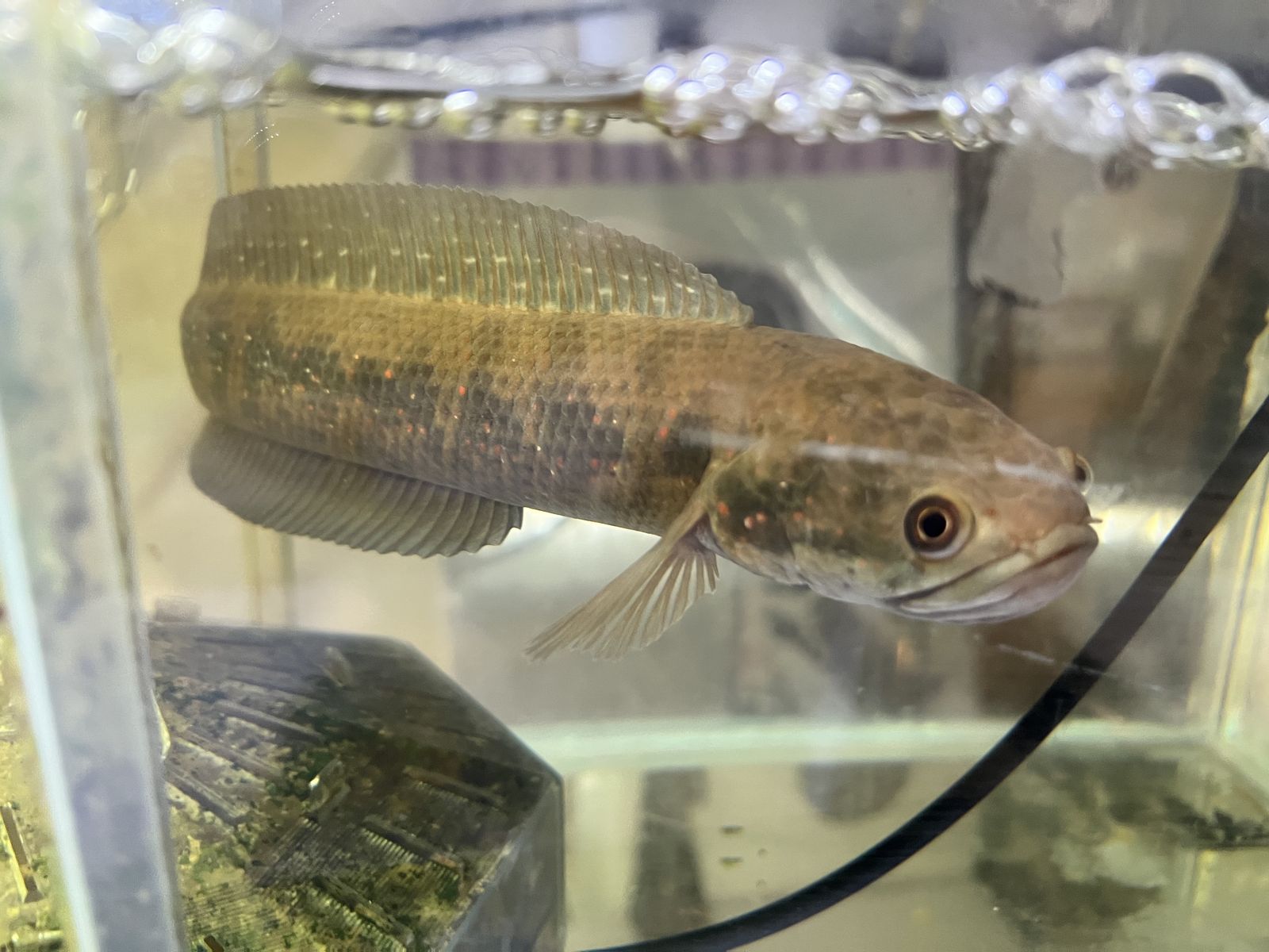 花園教会水族館