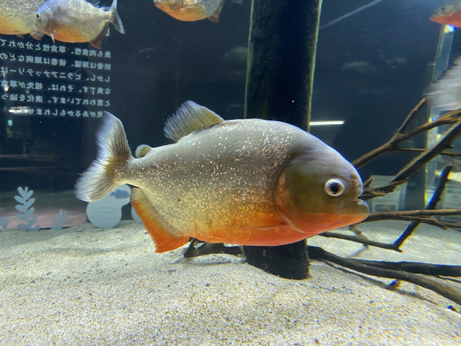 カワスイ 川崎水族館