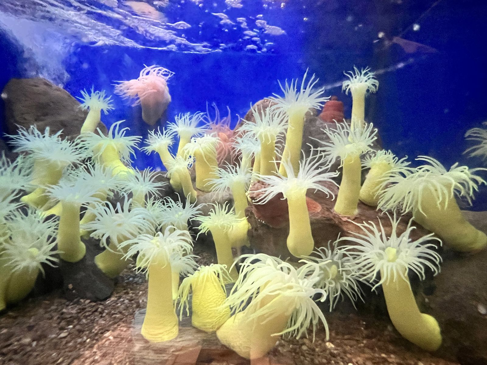 京都大学白浜水族館