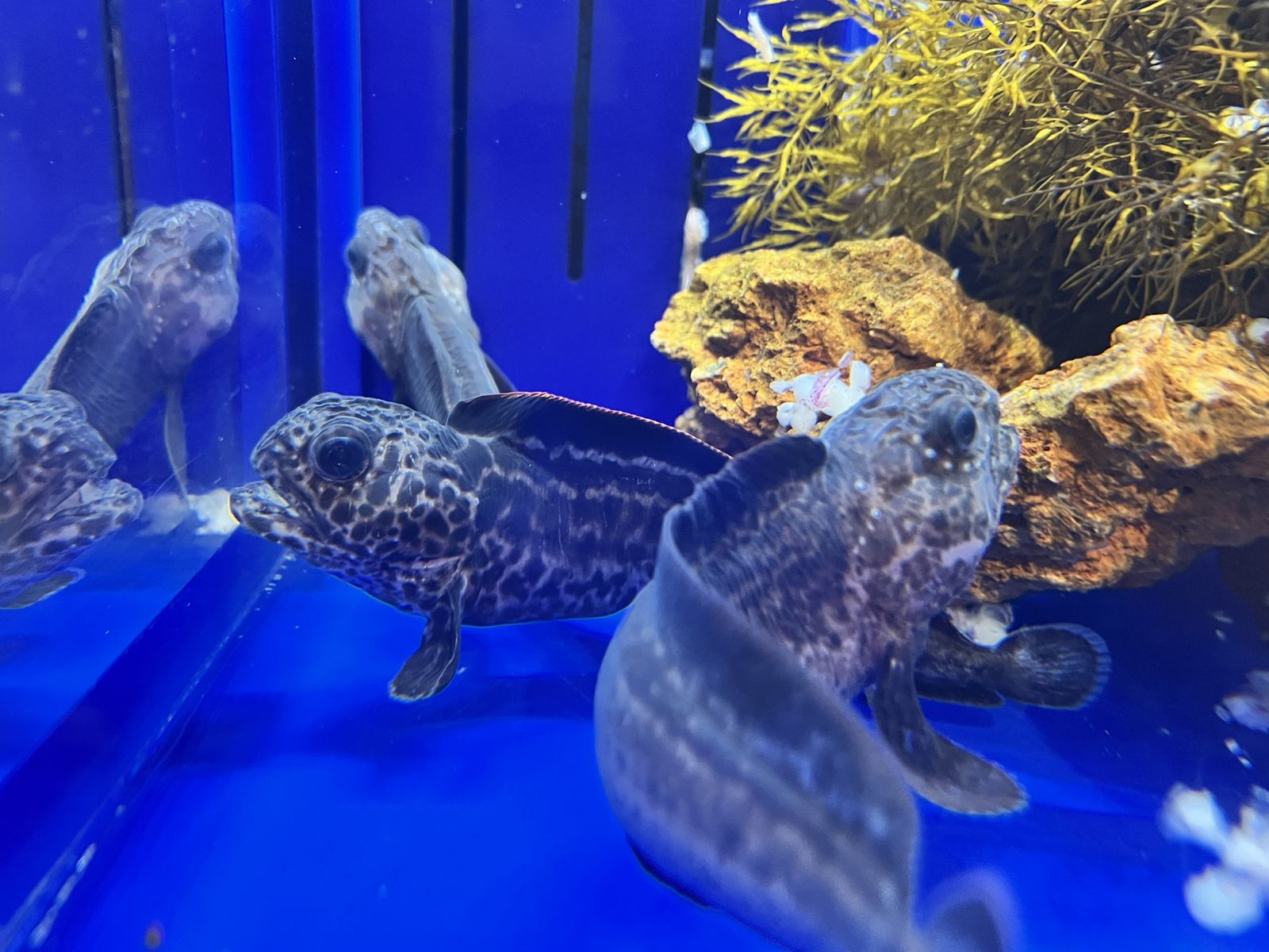 オホーツク流氷館