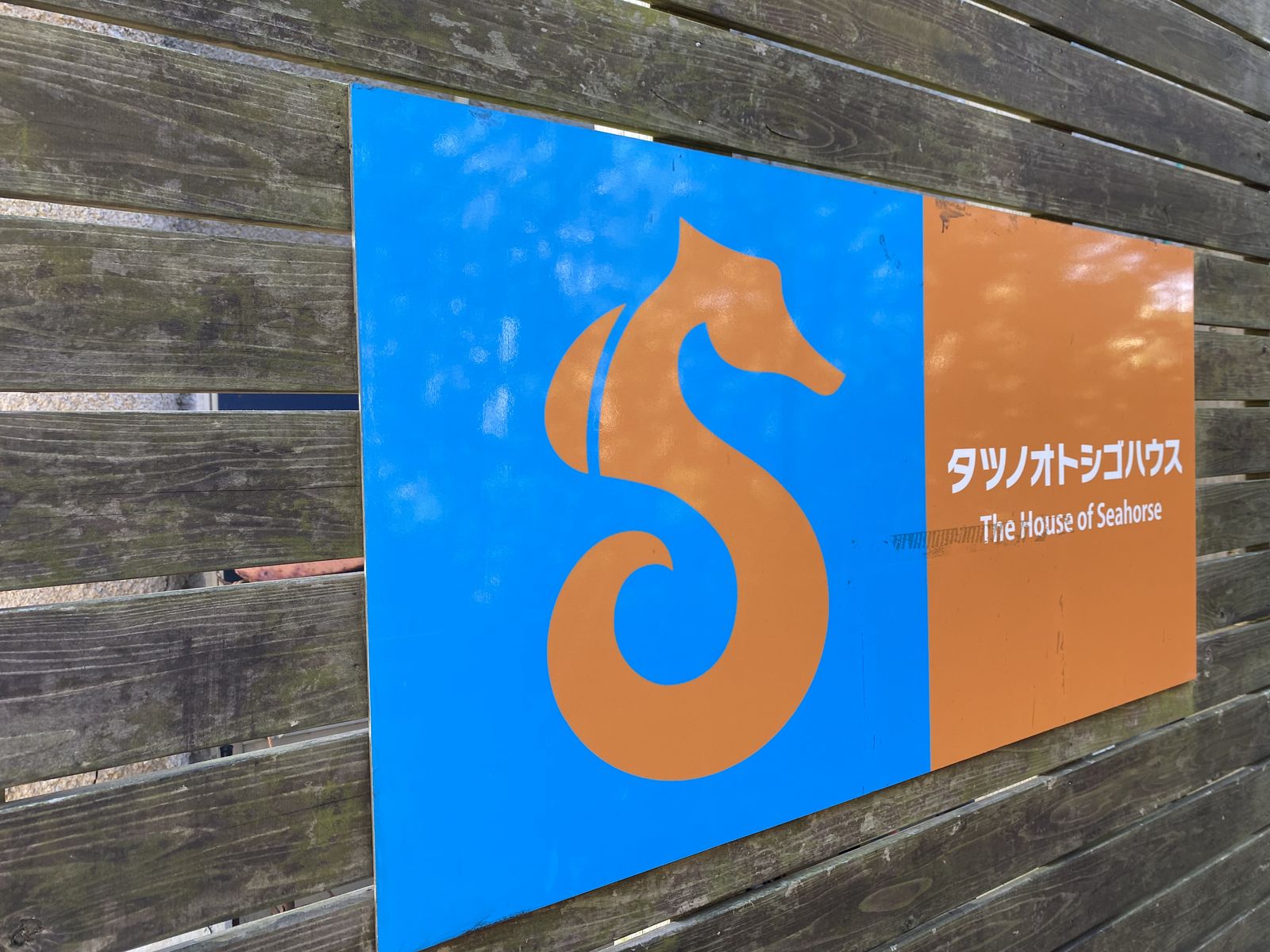 タツノオトシゴハウス