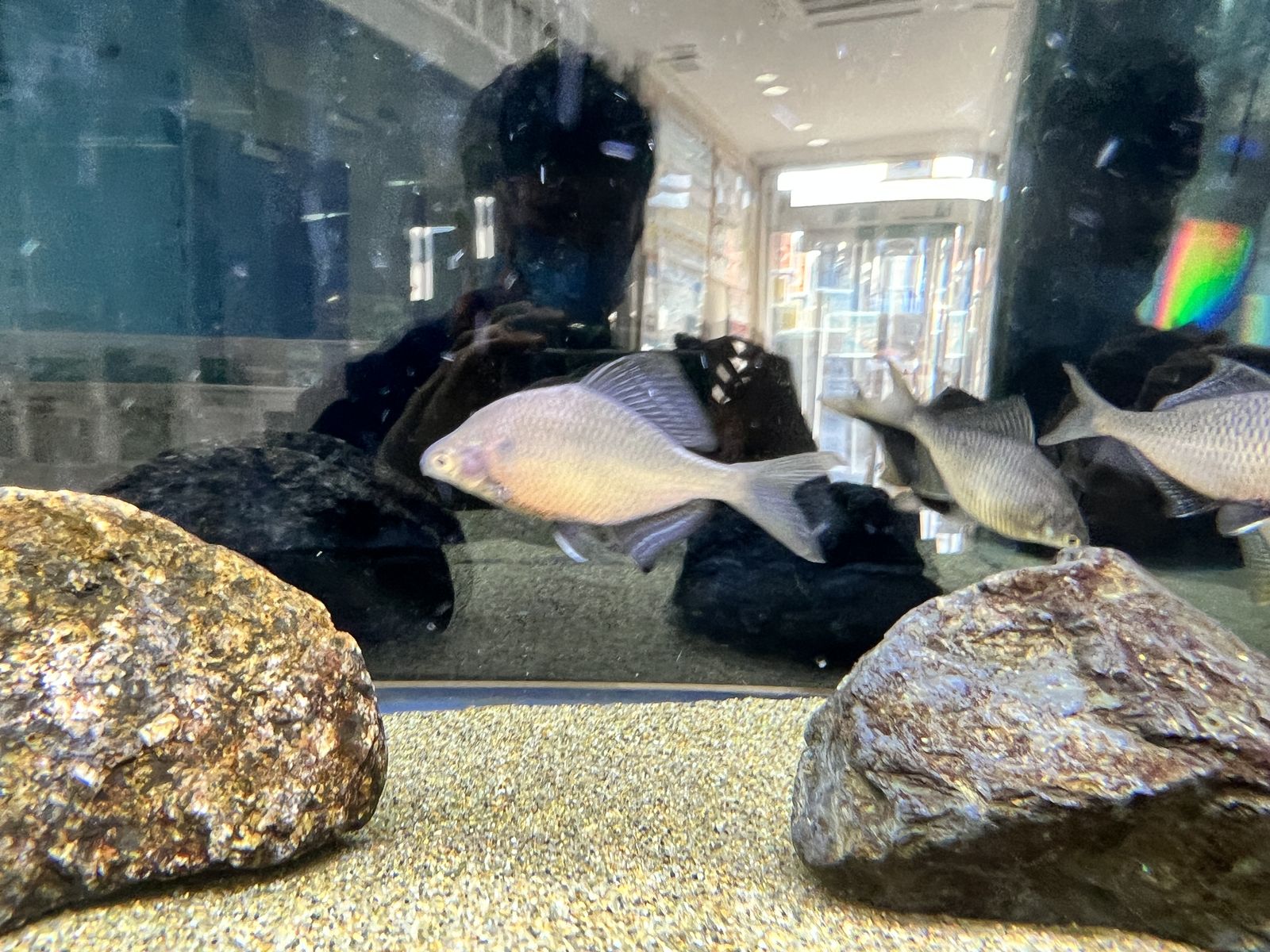 生物多様性センター
